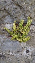 Asplenium trichomanes