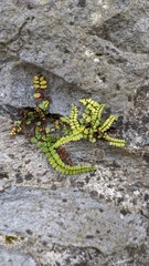 Asplenium trichomanes