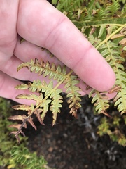 Pteridium aquilinum decompositum