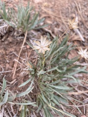 Stenotus armerioides