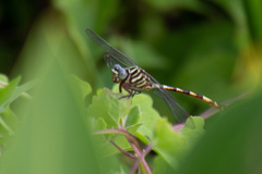 Aphylla angustifolia