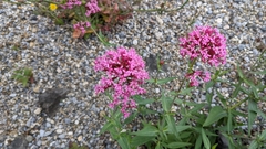Centranthus ruber