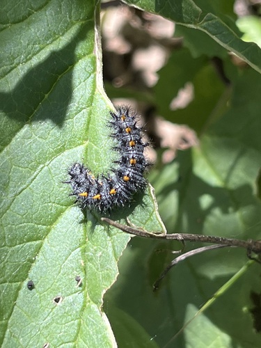 iNaturalist observation photo of Variable Checkerspot