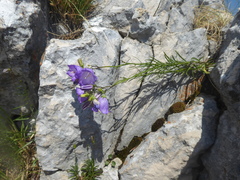Campanula marchesettii