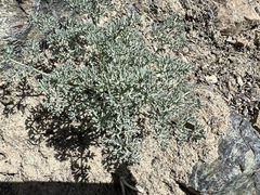 Lomatium cuspidatum