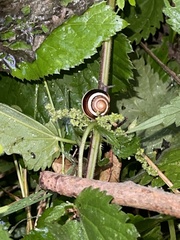 Cepaea