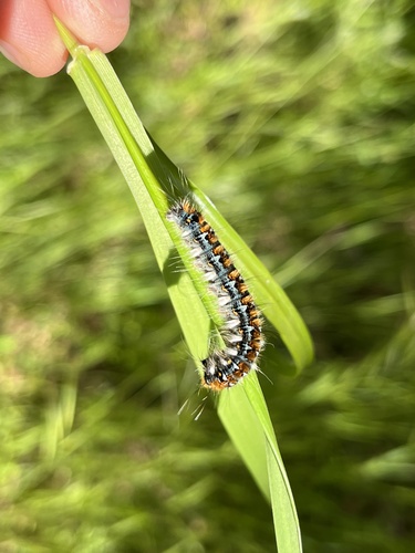 iNaturalist observation photo of Pacific Tent Caterpillar