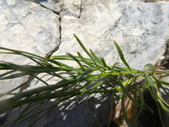 Campanula marchesettii