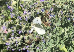 Pieris rapae