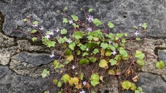 Cymbalaria muralis
