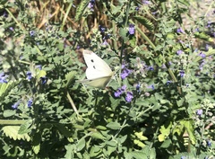 Pieris rapae