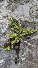 Asplenium trichomanes