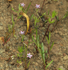 Allophyllum capillare