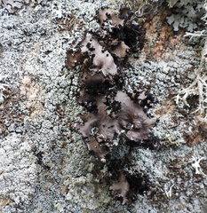 Umbilicaria polyrrhiza