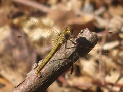 Sympetrum meridionale