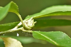 Contarinia cerasiserotinae