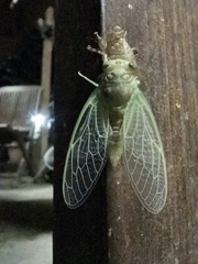 Lyristes plebejus
