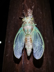Lyristes plebejus