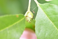 Contarinia cerasiserotinae
