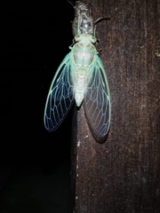 Lyristes plebejus