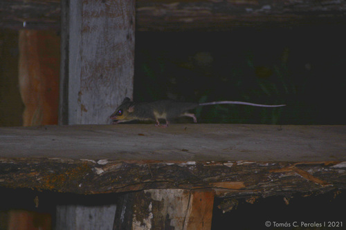 South-eastern Woolly Mouse Opossum