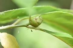 Contarinia cerasiserotinae