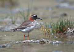 Phegornis mitchellii