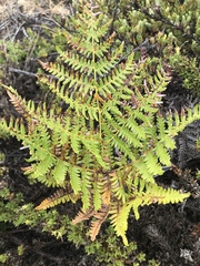 Pteridium aquilinum decompositum