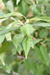 Contarinia cerasiserotinae
