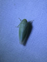 Gyponana angulata