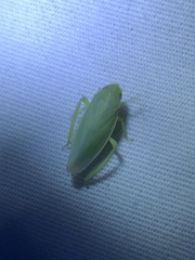 Gyponana angulata