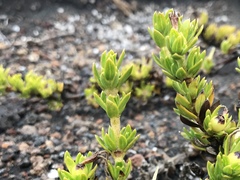 Coprosma ernodeoides