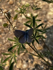 Plebejus anna