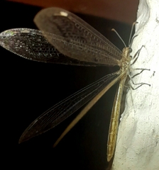 Nemoleontini