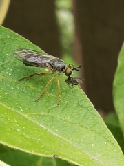 Atomosia rufipes