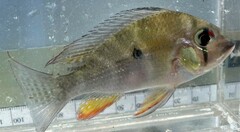 Acarichthys heckelii