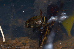 Thermonectus