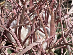 Homalocephala polycephala