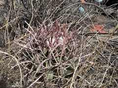 Homalocephala polycephala
