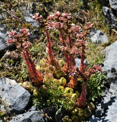 Sempervivum vicentei