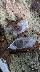 Abundisporus pubertatis