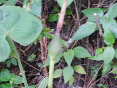 Xanthosoma wendlandii