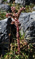 Sempervivum vicentei