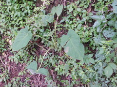 Xanthosoma wendlandii