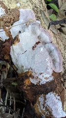 Abundisporus pubertatis