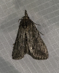 Omphalocera occidentalis