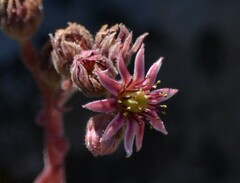 Sempervivum vicentei