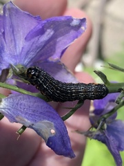 Pyrrhia exprimens