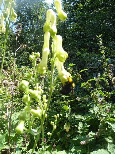 prilbica žltá (Aconitum lycoctonum)