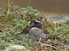 Phegornis mitchellii